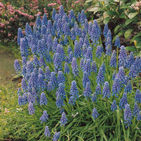 Blauwe druifjes (x10) - Muscari armeniacum - Voorjaarsbloeiers