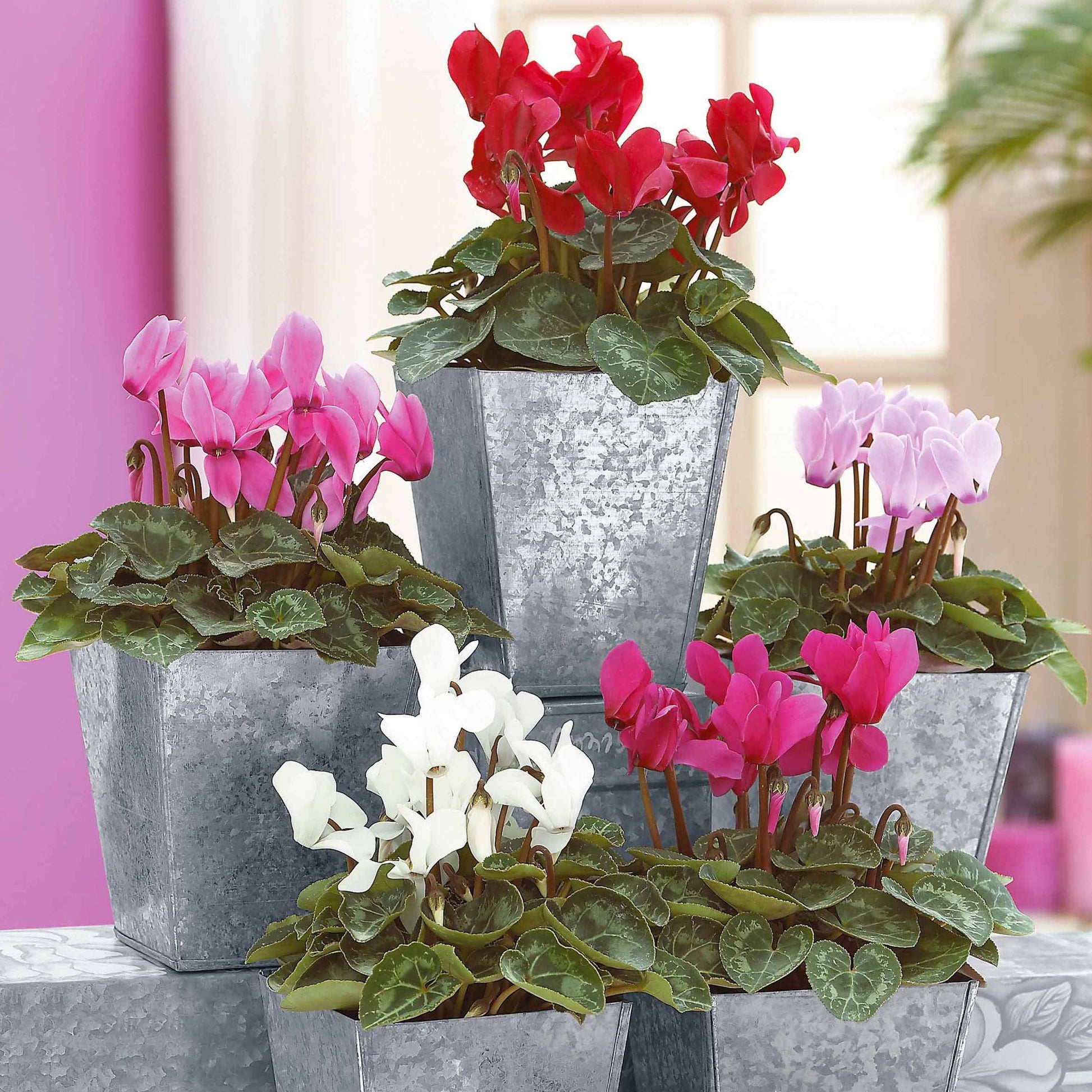 Super serie mini-cyclamen (x3) - Cyclamen super série