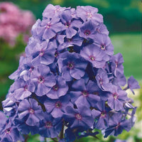 Vlambloem 'Amethyst' - Phlox paniculata amethyst - Tuinplanten