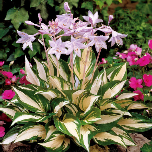 Hosta 'Fire and Ice ' - Hosta fire and ice - Tuinplanten