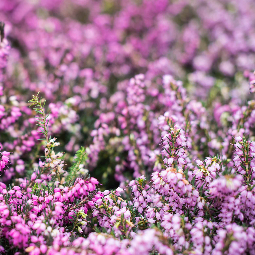 Nepeta nervosa 'Pink Cat' | Roze kattenkruid voor zonnige borders