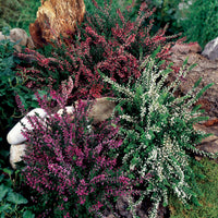 Winterheide - rood - Erica carnea - Bloeiende vaste tuinplanten