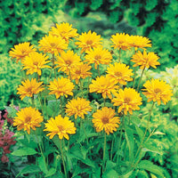 Zonneoog (x5) - Heliopsis scabra - Tuinplanten