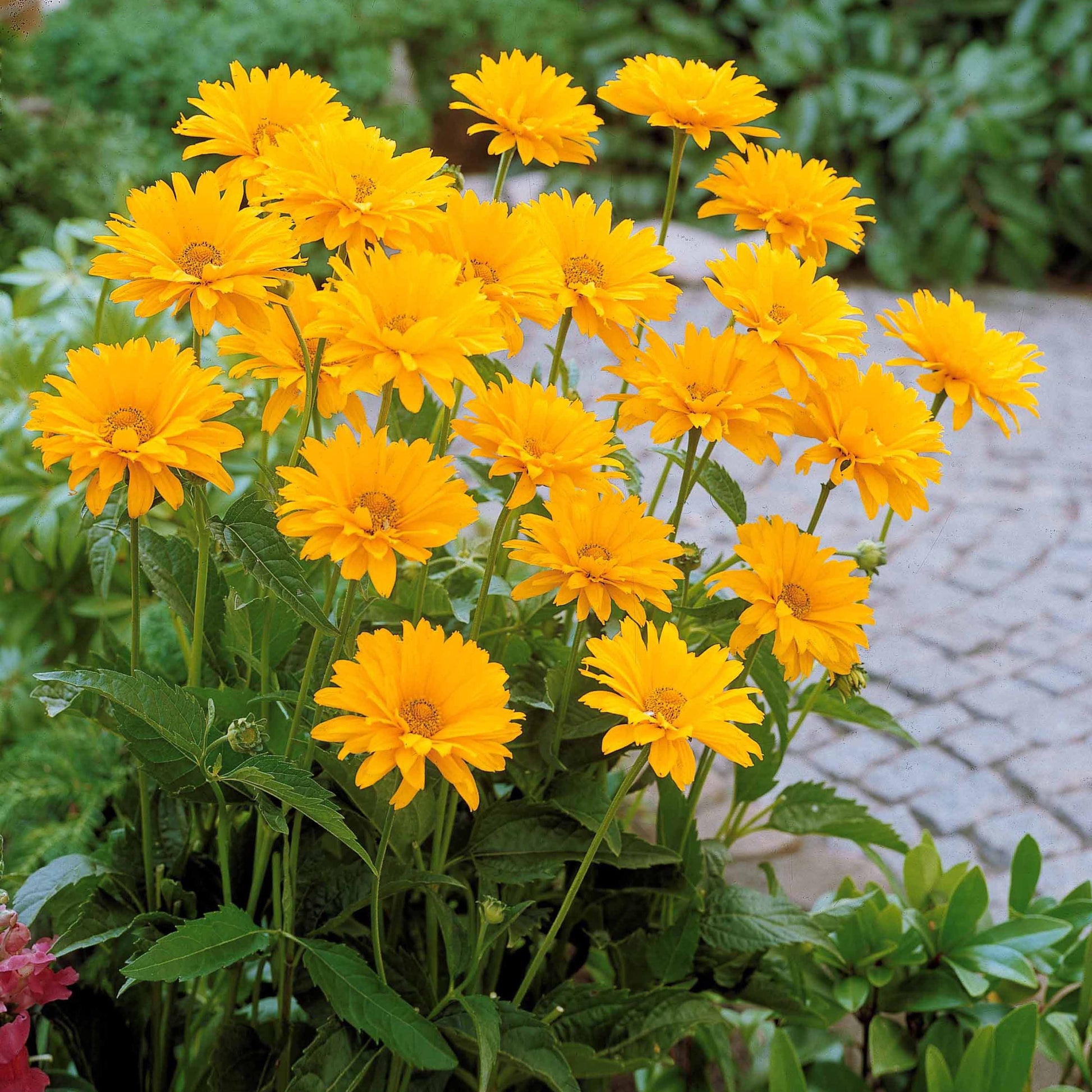 Zonneoog (x5) - Heliopsis scabra - Heesters en vaste planten