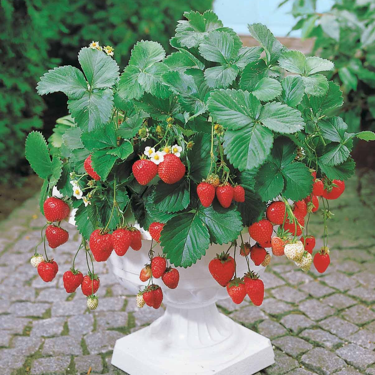 Aardbei 'Maestro' - Fragaria maestro ® cov 89.98.1 - Aardbeien