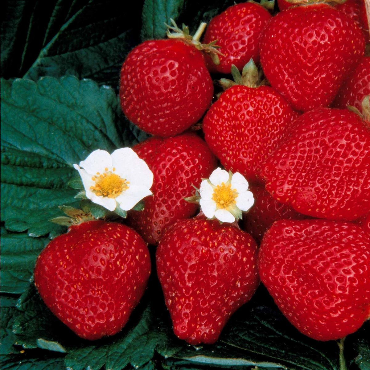 Fragaria maestro ® cov 89.98.1 - Aardbei 'Maestro' - Aardbei