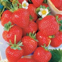 Aardbei 'La Savoureuse de Willemse ® COV MA48' (x20) - Fragaria la savoureuse de willemse ® - Aardbeien