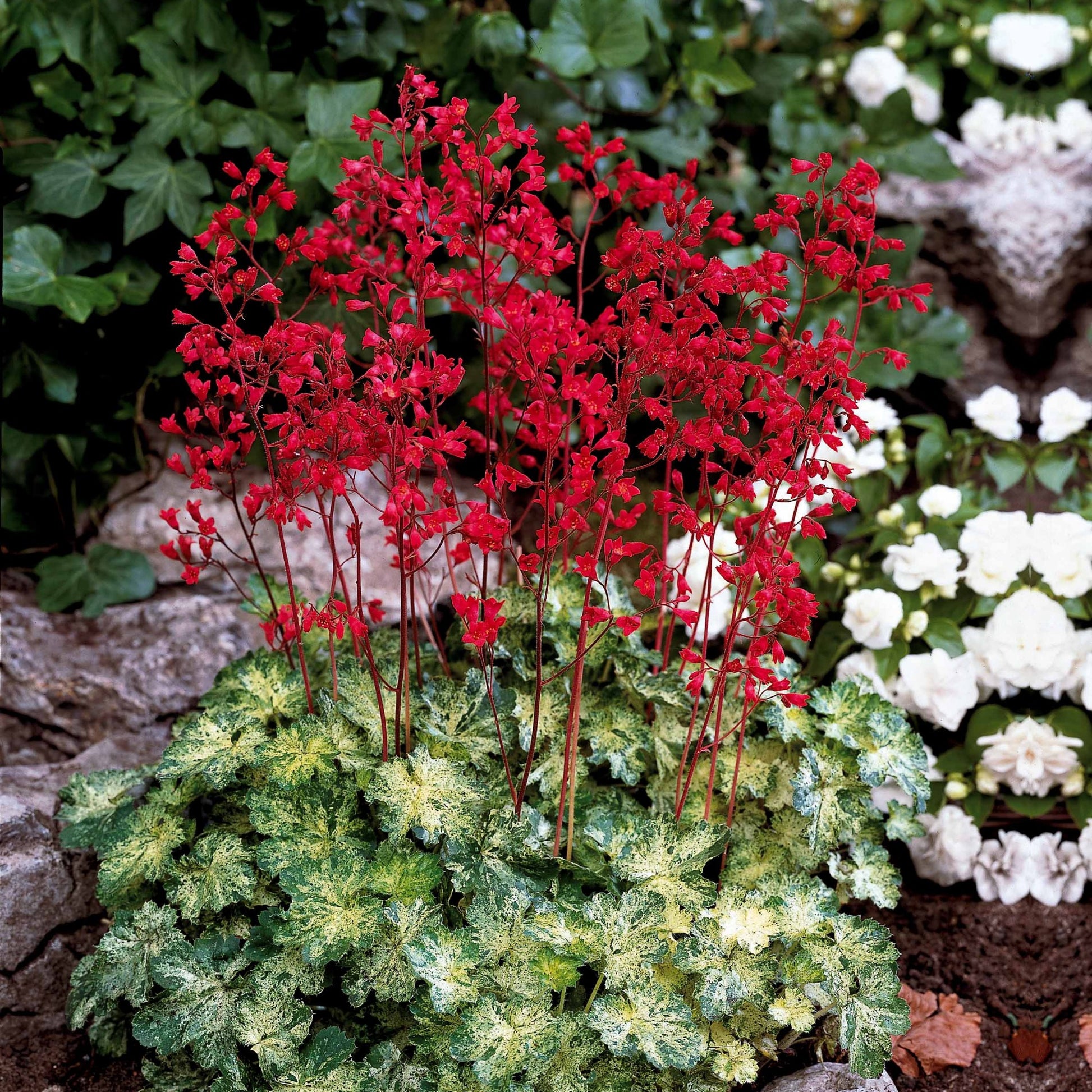 Purperklokje 'Hercules'® (x3) - Heuchera hercules - Tuinplanten