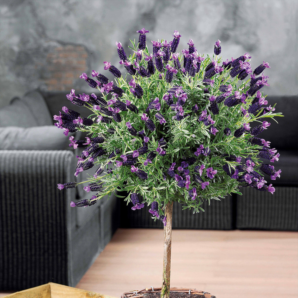 Kuiflavendel - Lavandula stoechas - Bakker