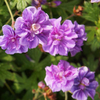 Beemdooievaarsbek 'Caeruleum' (x2) - Geranium pratense plenum caeruleum - Heesters en vaste planten