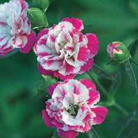 Grasanjer 'Pink Heaven' (x2) - Dianthus pink heaven - Perkplanten