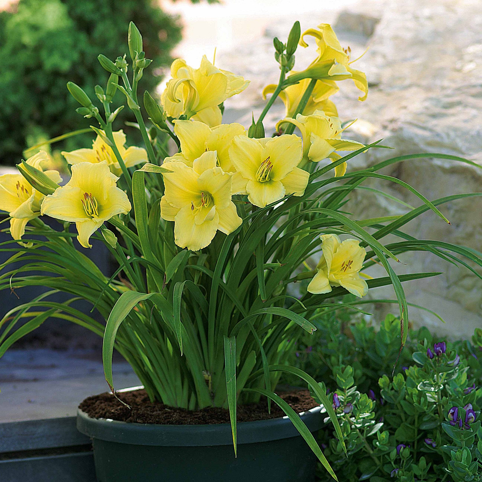 Daglelie 'Fragrant Returns' (x3) - Hemerocallis fragrant returns - Heesters en vaste planten