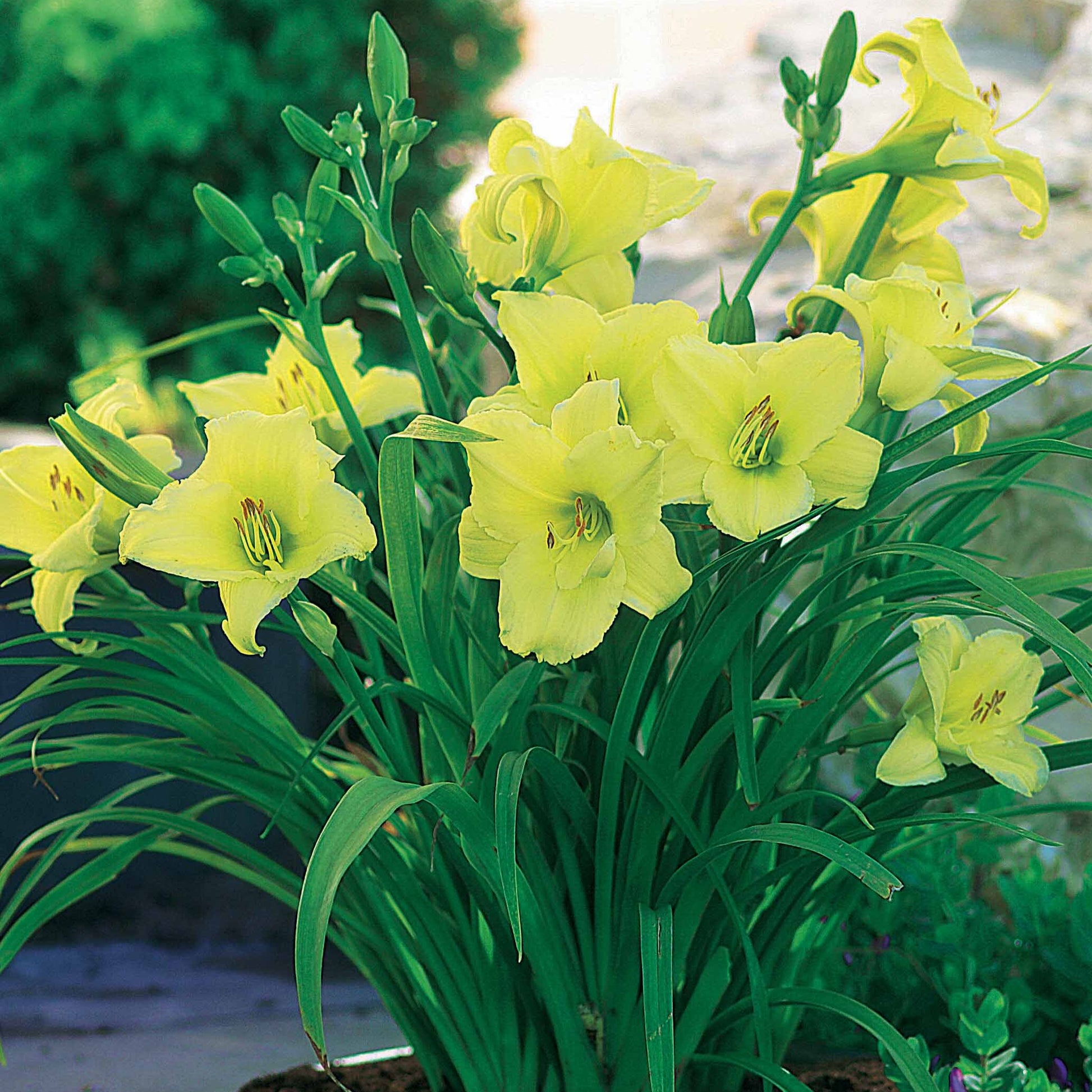 Daglelie 'Fragrant Returns' (x3) - Hemerocallis fragrant returns - Vaste planten