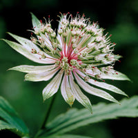 Sterrenscherm (x2) - Astrantia major star of royals - Tuinplanten