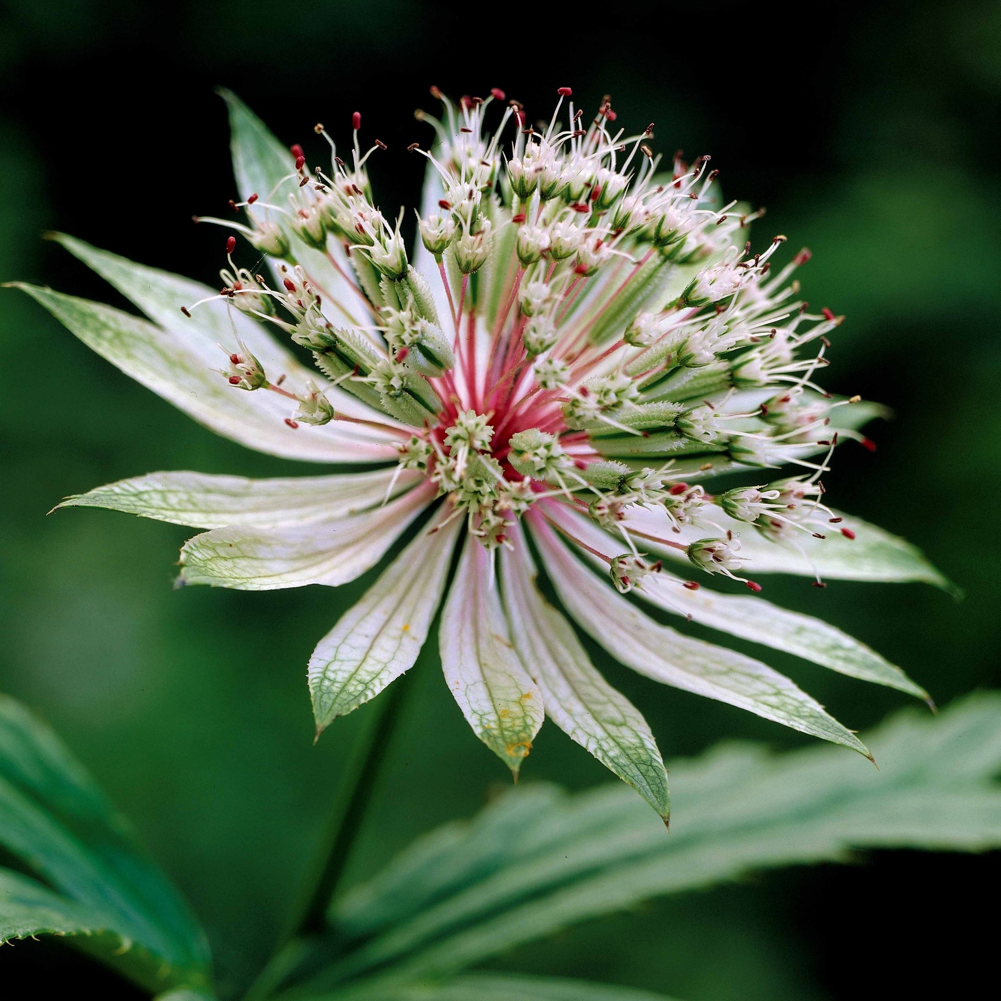 Sterrenscherm (x2) - Astrantia major star of royals - Tuinplanten