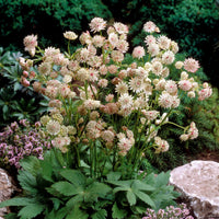 Sterrenscherm (x2) - Astrantia major star of royals - Heesters en vaste planten