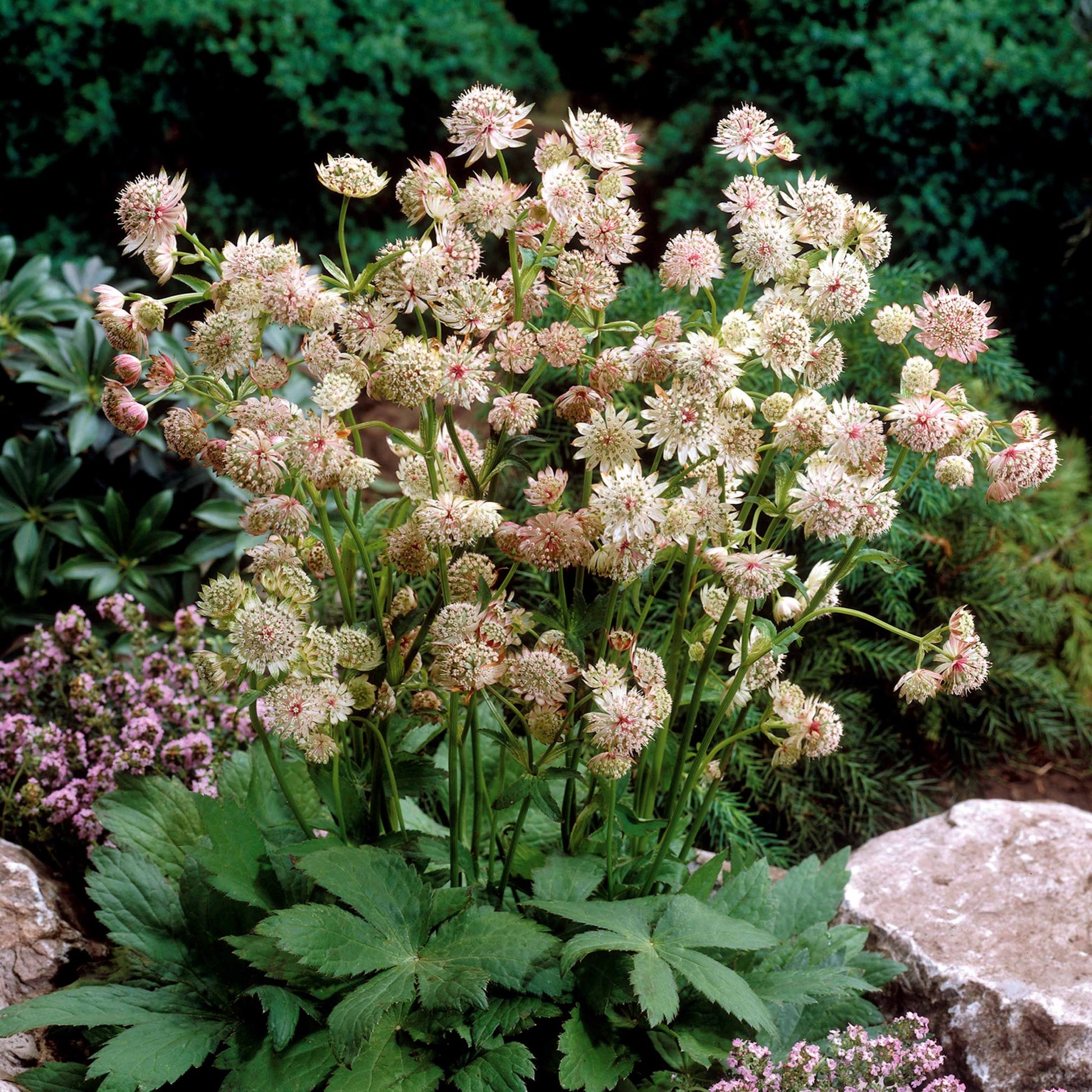 Sterrenscherm (x2) - Astrantia major star of royals - Heesters en vaste planten