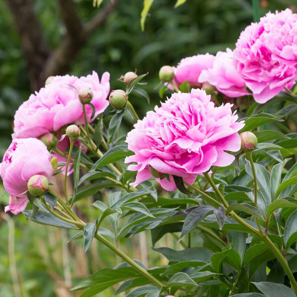 Pioenroos - roze - Paeonia lactiflora - Heesters en vaste planten