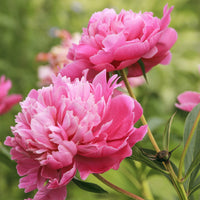 Pioenroos - roze - Paeonia lactiflora - Vaste planten