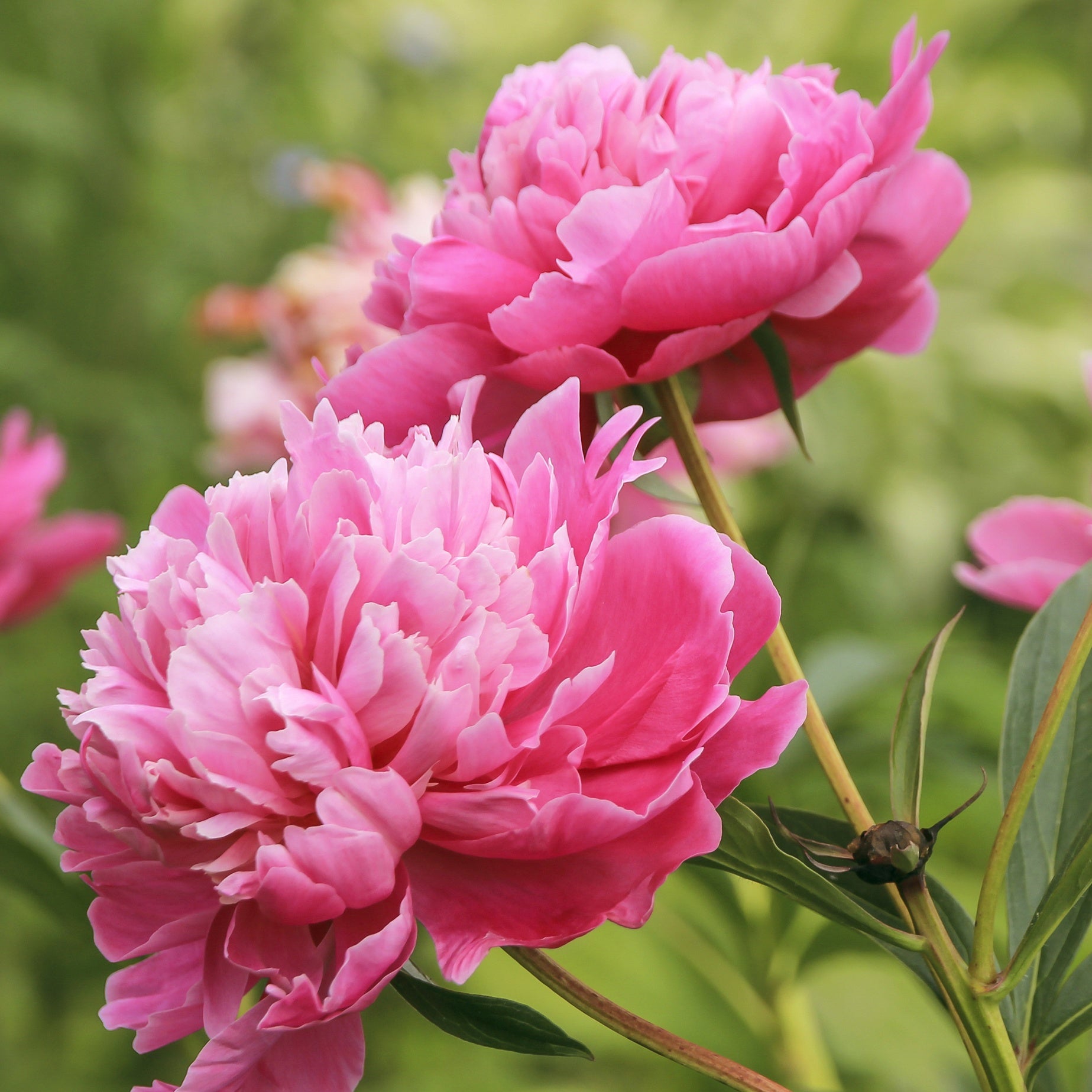 Pioenroos - roze - Paeonia lactiflora - Vaste planten