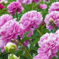 Pioenroos - roze - Paeonia lactiflora - Pioenrozen