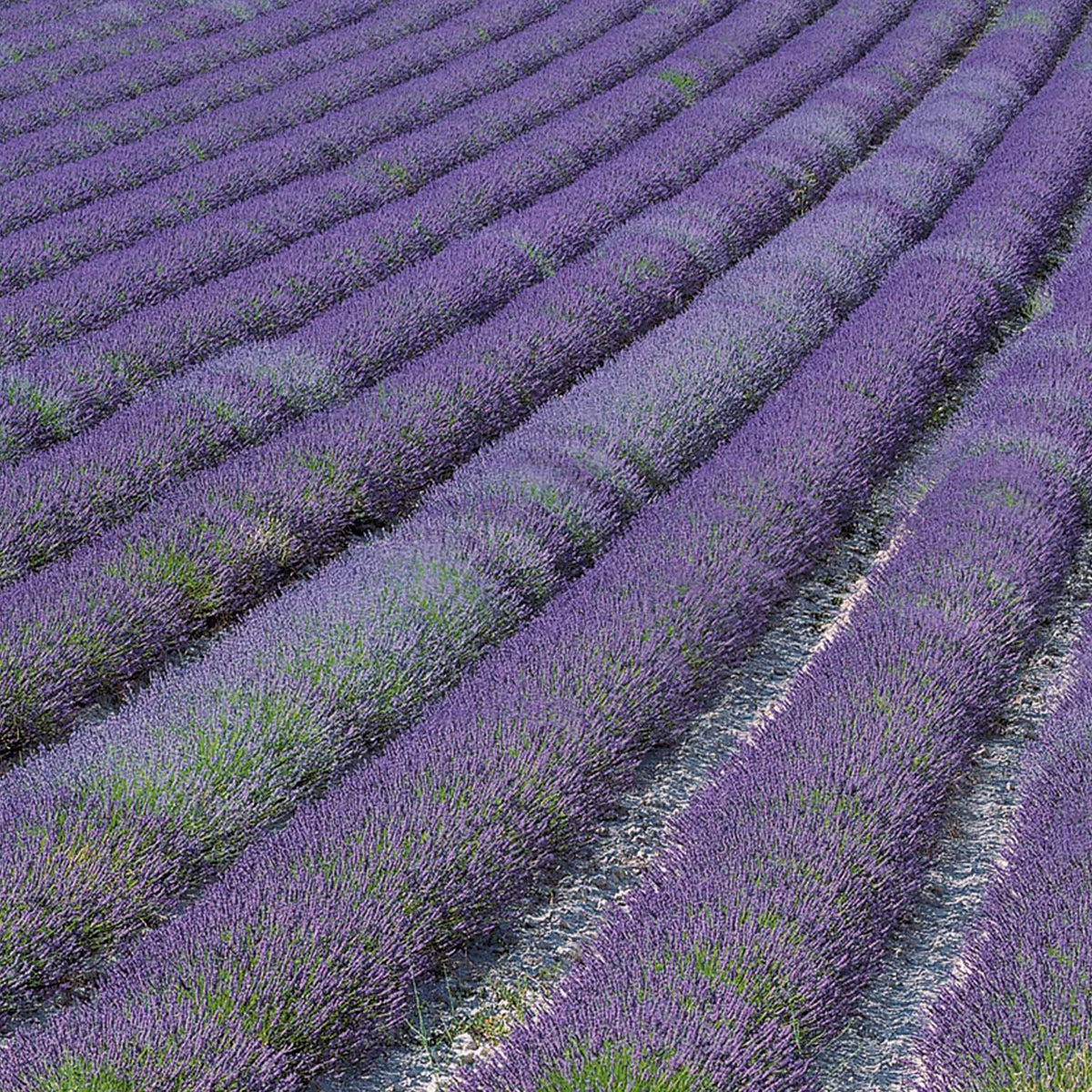 Lavendel - Lavendel 'Grosso' - Lavandula angustifolia Grosso