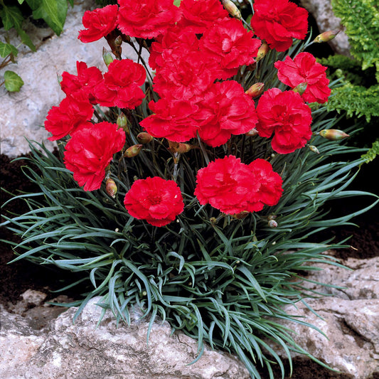 Anjer 'Grenadin Scarlet' (x2) - Dianthus caryophyllus grenadin scarlet - Terras- en balkonplanten