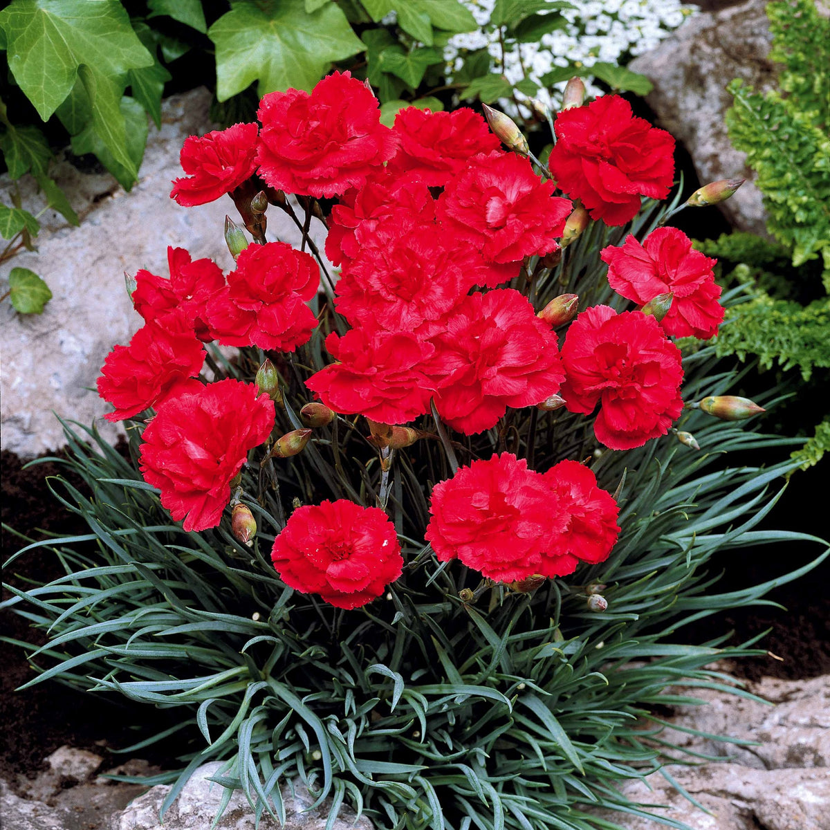 Anjer 'Grenadin Scarlet' (x2) - Bakker