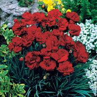 Anjer 'Grenadine Red' (x2) - Dianthus caryophyllus grenadin red - Anjer - Dianthus