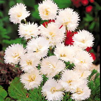 Anjer 'Grenadine White' (x2) - Dianthus caryophyllus grenadin white - Terras- en balkonplanten