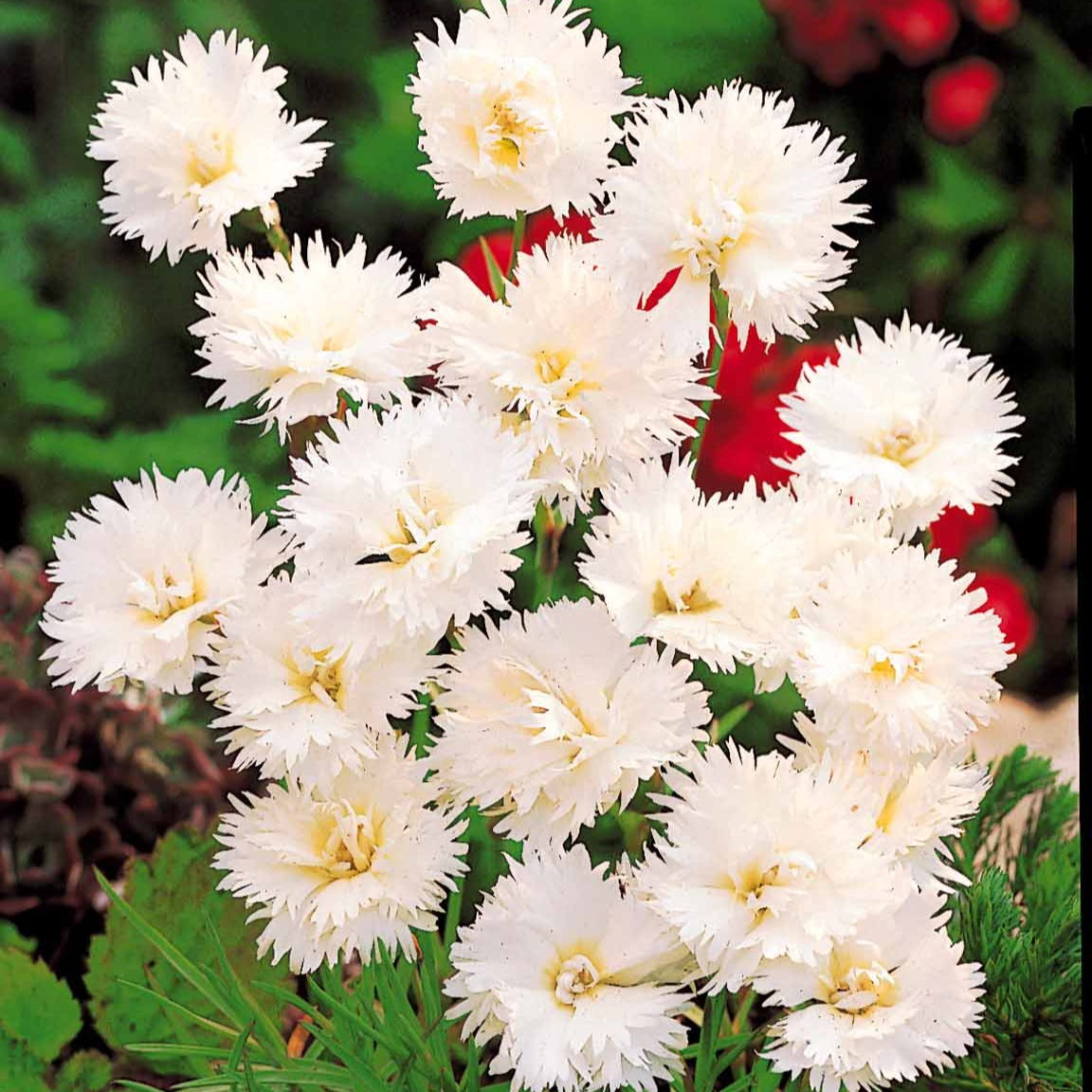 Anjer 'Grenadine White' (x2) - Dianthus caryophyllus Grenadin white - Bakker