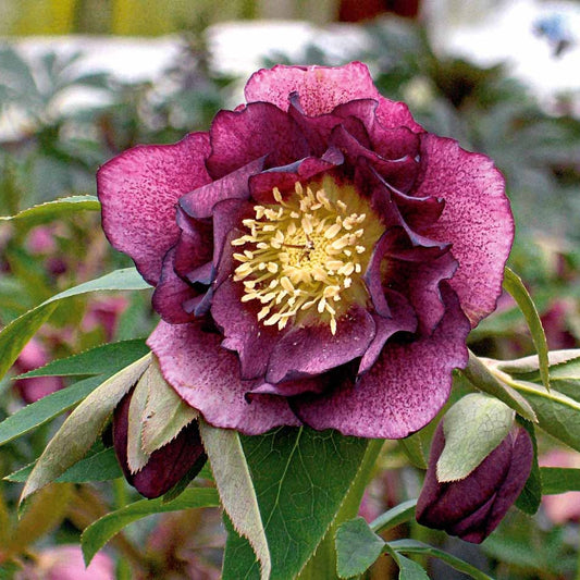 Kerstroos Dubbbel Ellen Rood (x2) - Helleborus orientalis double ellen red - Tuinplanten