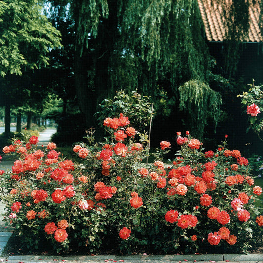 Roos 'Doris Tysterman'® - Rosa doris tysterman - Grootbloemige rozen