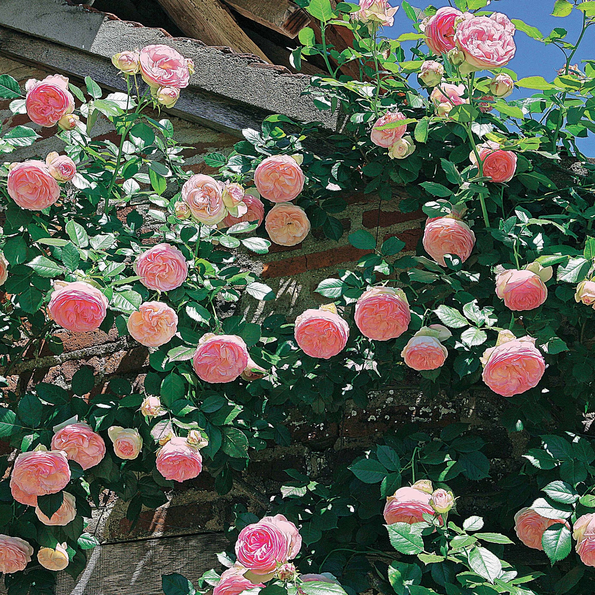 Klimroos 'Pierre de Ronsard' - Rosa grimpant Pierre de Ronsard® Meiviolin - Tuinplanten