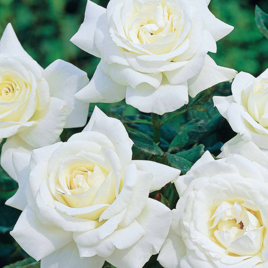 Grootbloemige roos 'Helga' - Bakker