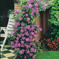 Klimroos 'Indigoletta' - Bakker