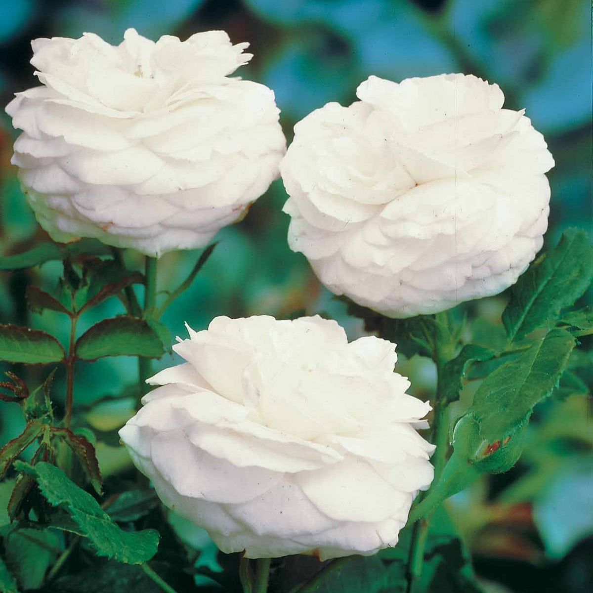 Historische roos 'Boule de Neige' (Bourbon) - Bakker
