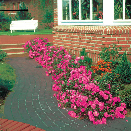 Bodembedekkende roos 'Mirato'® - Bakker