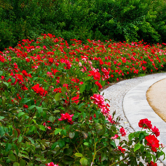 Trosroos - rood - Rosa polyantha - Rozen