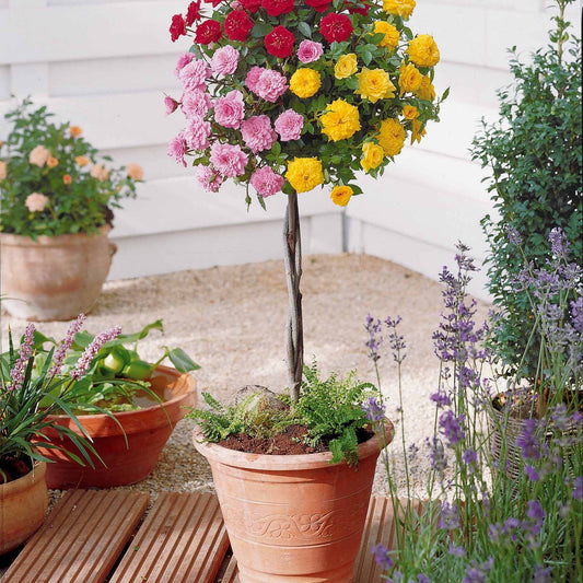 Stamroos - tricolor - Rosa (m) - Tuinplanten