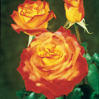 Struikroos - tweekleurig - Rosa - Tuinplanten