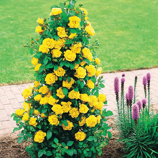 Roos 'China Town' - Bakker