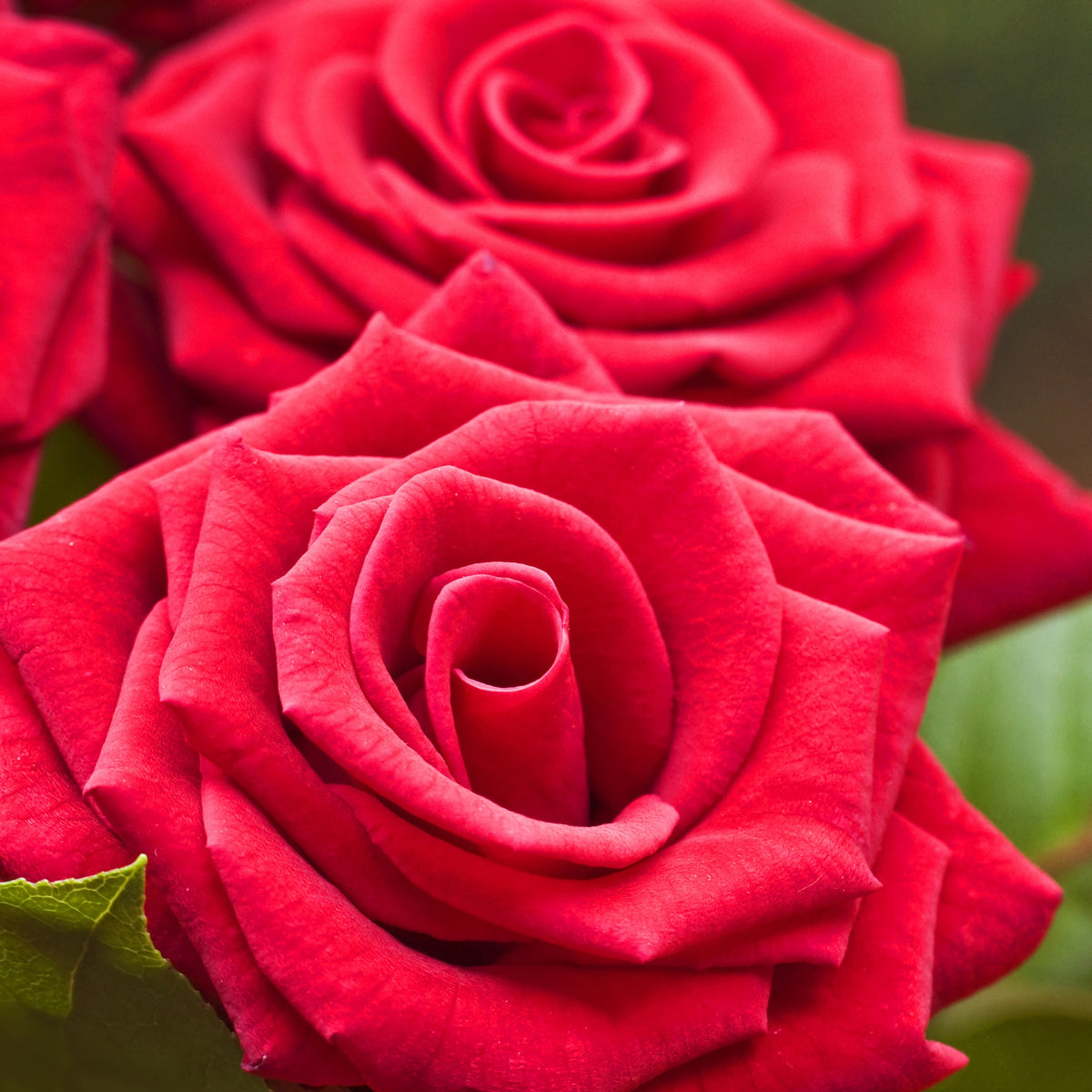 Rozen - Naakte wortels - Struikroos - rood - Rosa