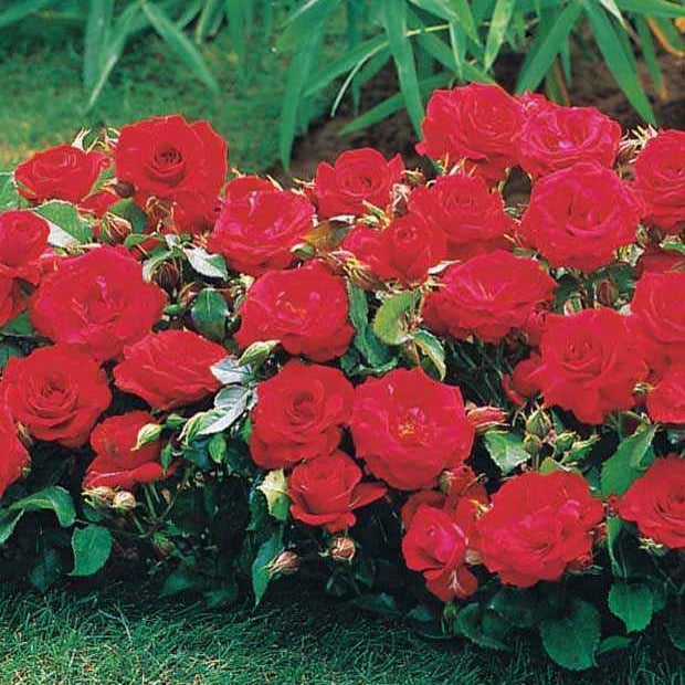 Perkroos 'Randilla' (x3) - Rosa randilla - Bakker