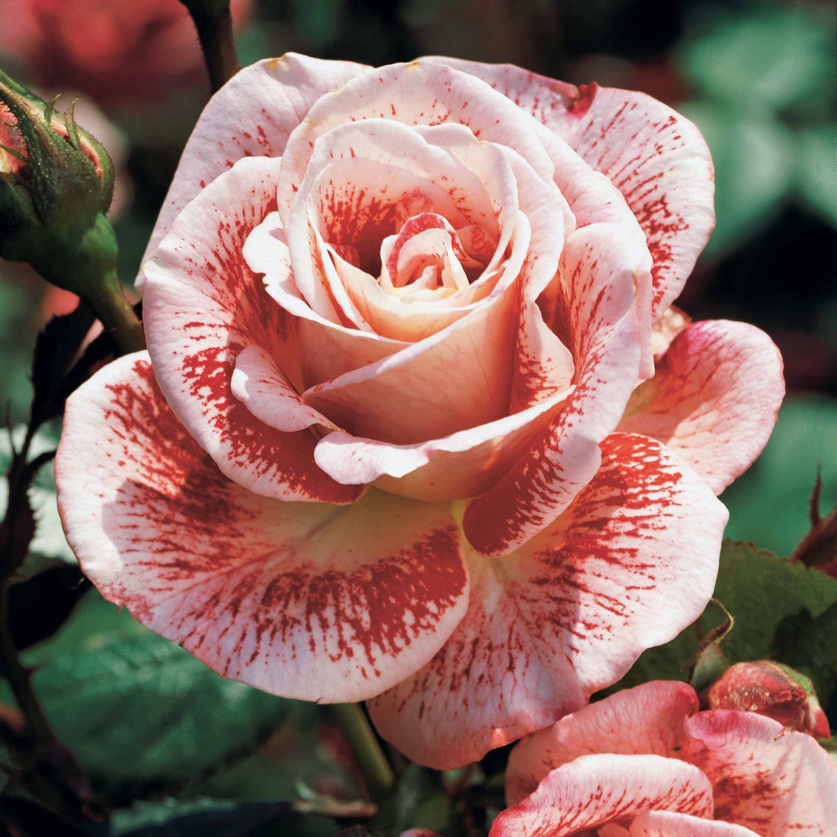 Trosroos 'Famosa' - Bakker