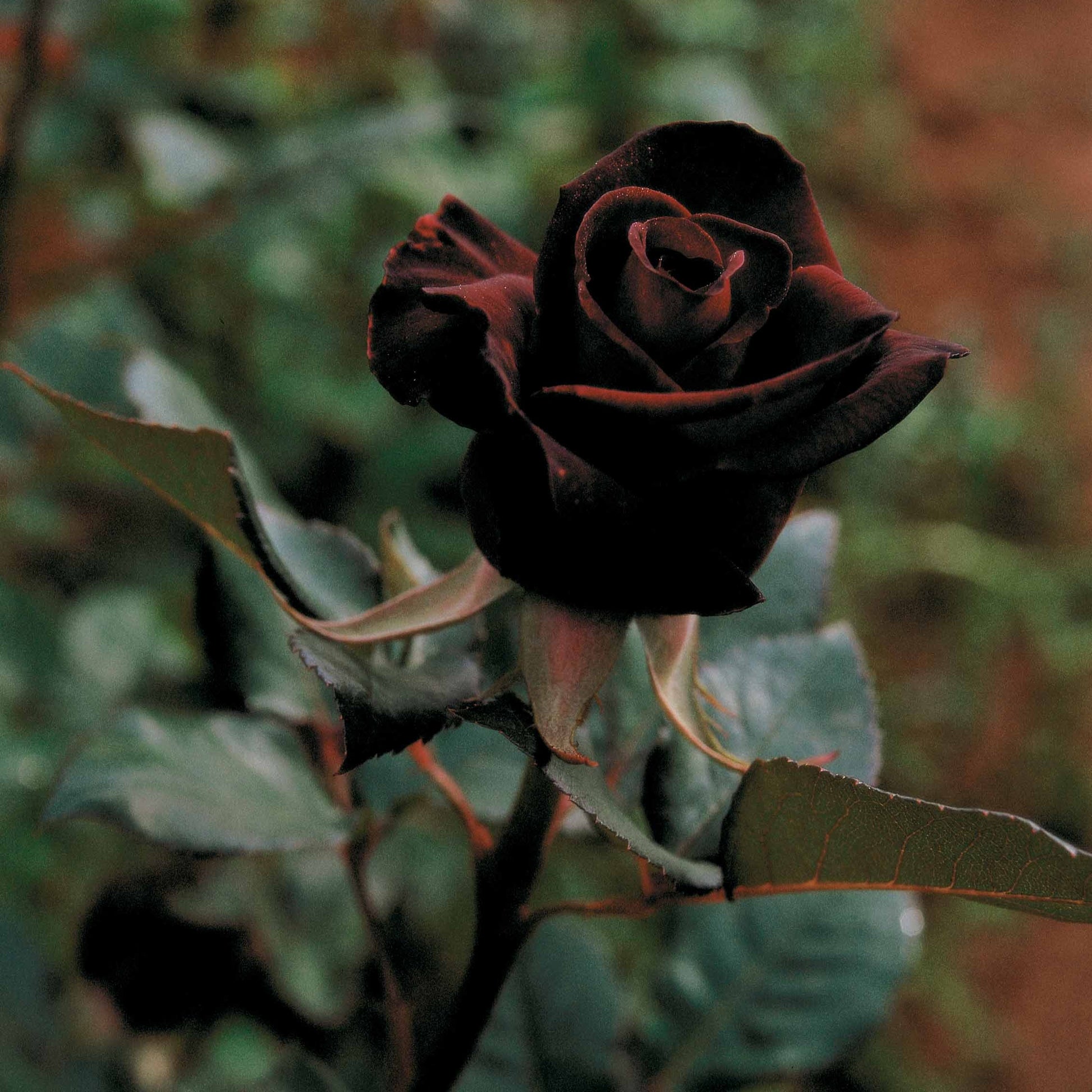 Roos 'Black Baccara'® - Rosa Black Baccara ® - Rozen