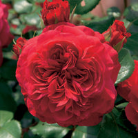 Trosroos 'Leonardo da Vinci'® - Rosa floribunda Red Leonardo Da Vinci ® Meiangele - Tuinplanten