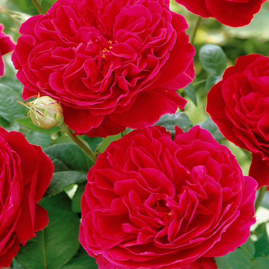 Trosroos 'Leonardo da Vinci'® - Rosa floribunda Red Leonardo Da Vinci ® Meiangele - Plantsoort