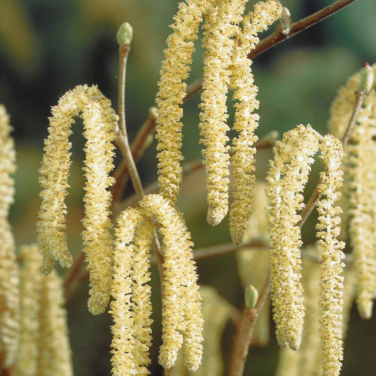 Verkoop Hazelaar - groen - Corylus avellana