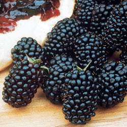 Braam 'Dirksen' - Bakker